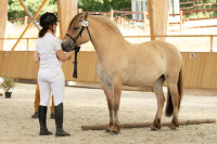 Vente de poney